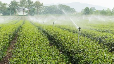 revolutionizing-water-efficiency:-the-role-of-modern-irrigation-in-sustainable-living